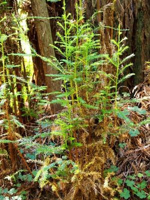 [Four small shoots of redwood trees growing at the base of a mature tree. These are about 18 inches high.]